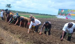 Bupati Merauke, Romanus Mbaraka didampingi sejumlah pejabat sedang melakukan penanaman bawang di Dusun Yogim, Kmapung Kumbe – Surya Papua/Frans Kobun