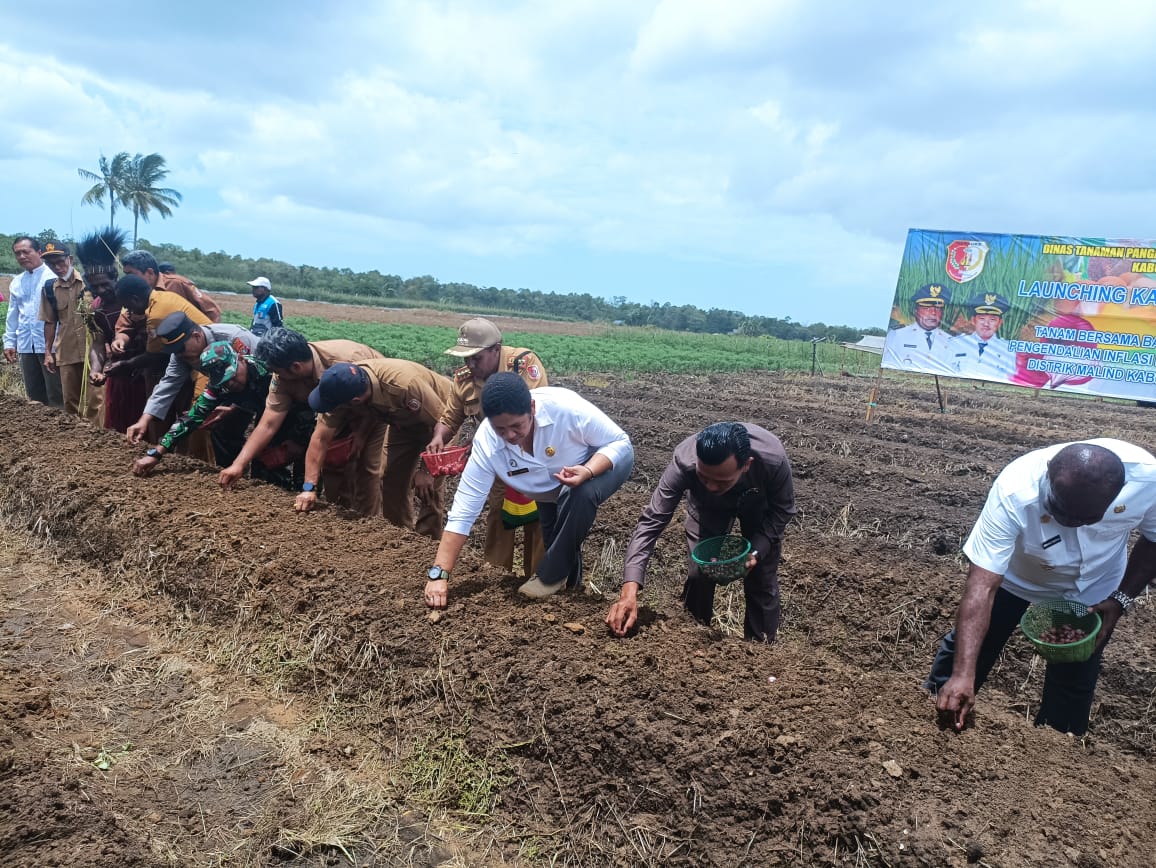 Bupati Merauke, Romanus Mbaraka didampingi sejumlah pejabat sedang melakukan penanaman bawang di Dusun Yogim, Kmapung Kumbe – Surya Papua/Frans Kobun