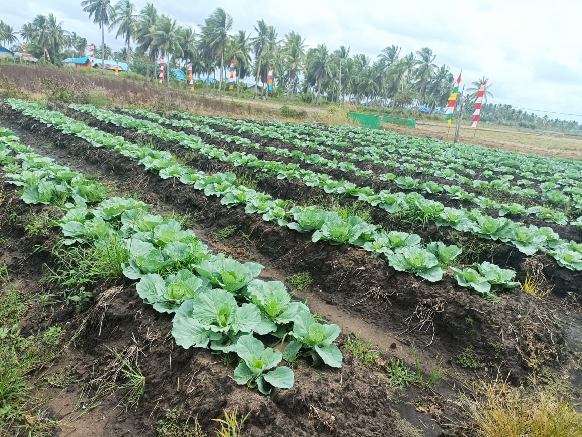 Tanaman holtikultura yang sudah dan sedang dikembangkan masyarakat di Yogim, Kampung Kumbe – Surya Papua/Frans Kobun