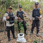 Pohon yang diduga ganja ditemukan aparat Polsek Sota di tengah hutan – Surya Papua/IST