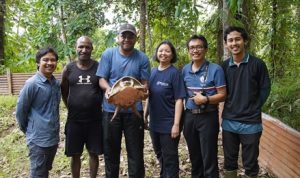 Peneliti dari Fakultas Kehutanan IPB melakukan penelitian terhadap Carrettochelys insculpta atau Kura – Kura Moncong Babi Dewasa yang berada di wilayah Kabupaten Boven Digoel – Surya Papua/IST