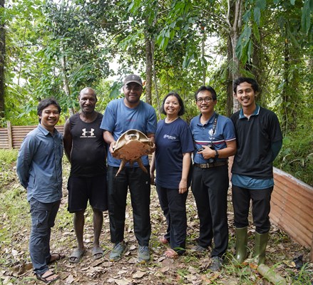 Peneliti dari Fakultas Kehutanan IPB melakukan penelitian terhadap Carrettochelys insculpta atau Kura – Kura Moncong Babi Dewasa yang berada di wilayah Kabupaten Boven Digoel – Surya Papua/IST