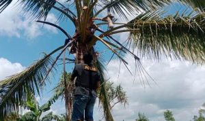 Salah seorang anggota polisi di Polsek Kimaam sedang memanjat pohon kelapa sekaligus memotong mayang kelapa – Surya Papua/IST