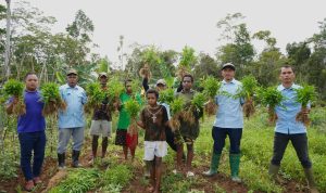Panen bersama di kebun budidaya petani binaan Kampung Naga, Distrik Jair, Kabupaten Boven Digoel – Surya Papua/IST