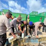 tuang--- Minuman lokal yang dimusnahkan dengan cara dituang ke tanah setelah diamankan aparat kepolisian di Polsek KP3 Laut – Surya Papua/IST