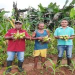 Kolaborasi pihak perusahaan dan masyarakat binaan kampung Naga dalam melakukan kegiatan panen jagung – Surya Papua/IST