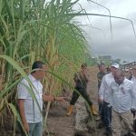 Bupati Merauke, Romanus Mbaraka saat mendampingi Menteri Ivestasi, Bahlil Lahadalia melakukan peninjauan tanaman tebu yang sedang dalam proses uji coba oleh PT Global Papua Abadi di Kampung Sermayan, Distrik Tanah Miring beberapa waktu lalu – Surya Papua/Frans Kobun