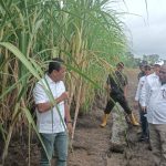 Menteri Investasi-Kepala Badan Koordinasi Penanaman Modal, Bahlil Lahadalia saat berada di lahan pembibitan tebu – Surya Papua/Frans Kobun