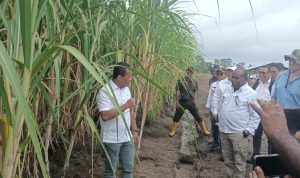 Menteri Investasi-Kepala Badan Koordinasi Penanaman Modal, Bahlil Lahadalia saat berada di lahan pembibitan tebu – Surya Papua/Frans Kobun