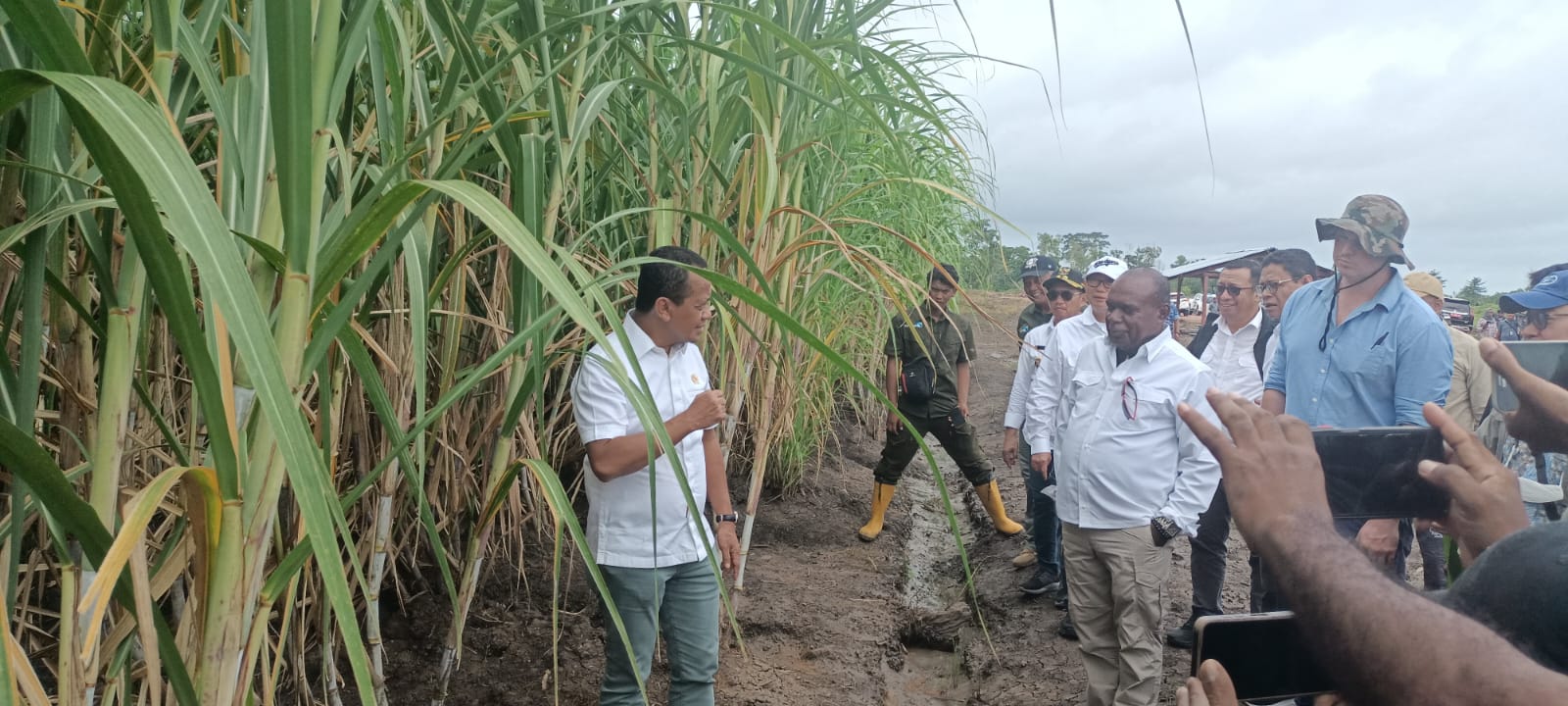 Menteri Investasi-Kepala Badan Koordinasi Penanaman Modal, Bahlil Lahadalia saat berada di lahan pembibitan tebu – Surya Papua/Frans Kobun