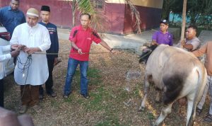 Bantuan sapi dari Pemprov Papua Selatan yang diserahkan secara langsung kepada pengurus salah satu PKM – Surya Papua/Frans Kobun