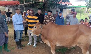 Penyerahan bantuan sapi oleh Bupati Merauke ke salah satu masjid di Mopah – Surya Papua/Frans Kobun