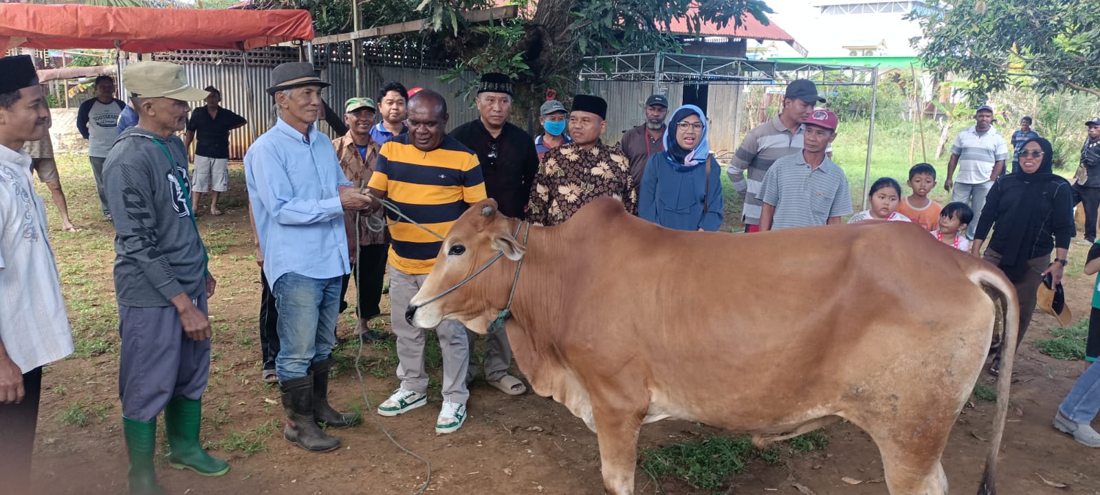 Penyerahan bantuan sapi oleh Bupati Merauke ke salah satu masjid di Mopah – Surya Papua/Frans Kobun