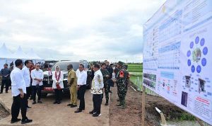 Bupati Merauke, Romanus Mbaraka sedang berdialog bersama Presiden RI, Joko Widodo didampinbgi Ibu Iroana serta sejumlah menteri di sekitar areal persawahan di Kampung Telaga Sari, Distrik Kurik – Surya Papua/IST