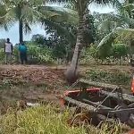 Romanus Mbaraka sedang mengawasi proses panen padi di kebunnya di Kampung Sarsang, Distrik Tanah Miring beberapa waktu lalu – Surya Papua/Frans Kobun