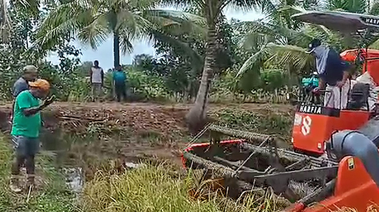 Romanus Mbaraka sedang mengawasi proses panen padi di kebunnya di Kampung Sarsang, Distrik Tanah Miring beberapa waktu lalu – Surya Papua/Frans Kobun