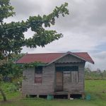 Inilah perumahan warga tanpa jaringan listrik di Dusun Serkambu, Kampung Senayu, Kabupaten Merauke – Surya Papua/Frans Kobun