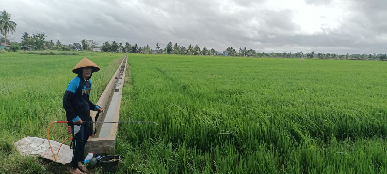 Petani di Kampung Ngguti Bob, Riswo sedang menyemprot padi miliknya yang berusia dua bulan – Surya Papua/Frans Kobun