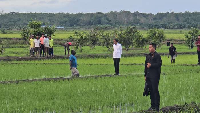 Dialog Presiden RI, Joko Widodo bersama petani orang asli Papua (OAP) – Surya Papua/Frans Kobun