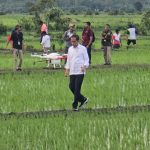 Presiden RI, Joko Widodo sedang jalan di pematang sawah menemui petani yang sedang bekerja – Surya Papua/Frans Kobun