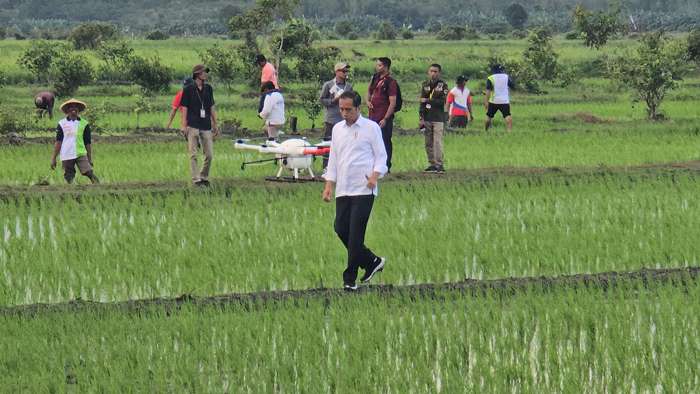 Presiden RI, Joko Widodo sedang jalan di pematang sawah menemui petani yang sedang bekerja – Surya Papua/Frans Kobun
