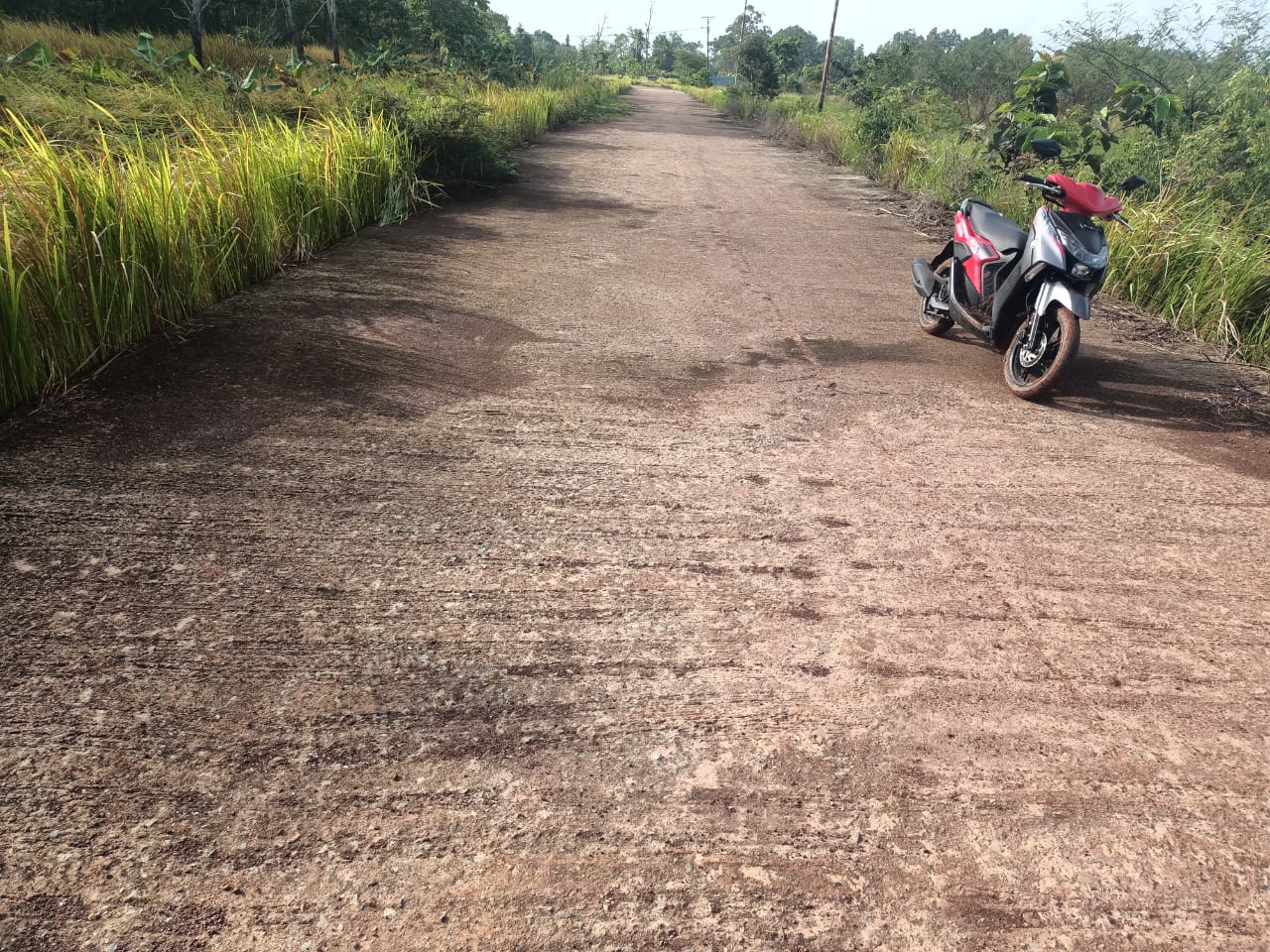 Meskipun samping kiri-kanan ditumbuhi rumput, namun badan jalan menuju ke RS Rujukan Papua Selatan sudah diaspal – Surya Papua/Frans Kobun