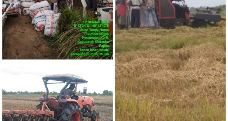 Hasil optimalisasi lahan di beberapa distrik dari lahan yang dibuka petani selama ini namun dibiarkan sehingga digarap kembali. Tampak traktor sedang buka lahan – Surya Papua/IST