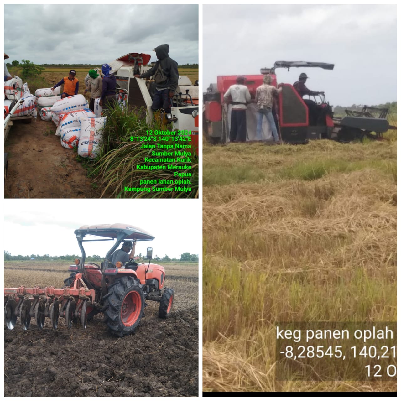 Hasil optimalisasi lahan di beberapa distrik dari lahan yang dibuka petani selama ini namun dibiarkan sehingga digarap kembali. Tampak traktor sedang buka lahan – Surya Papua/IST