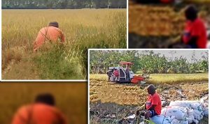 Bupati Merauke, Romanus Mbaraka yang juga Calon Gubernur Papua Selatan sedang berada di tengah sawah – Surya Papua/Frans Kobun