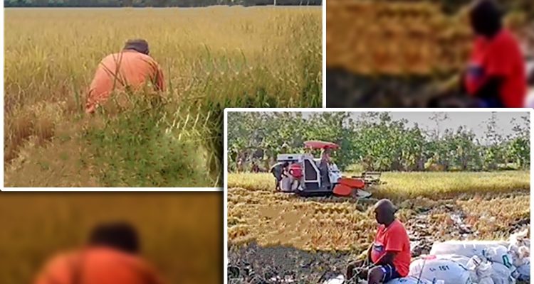 Bupati Merauke, Romanus Mbaraka yang juga Calon Gubernur Papua Selatan sedang berada di tengah sawah – Surya Papua/Frans Kobun