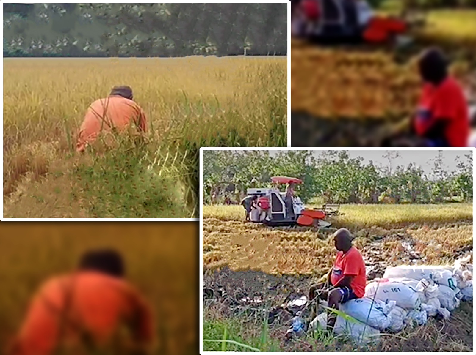 Bupati Merauke, Romanus Mbaraka yang juga Calon Gubernur Papua Selatan sedang berada di tengah sawah – Surya Papua/Frans Kobun