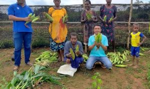 Lahan kosong yang dimanfaatkan persahan bersama masyarakat untuk menanam sejumlah tanaman dan hasilnya mulai dipanen – Surya Papua/IST