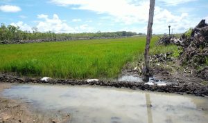 Tanaman padi milik petani di Kampung Sumber Mulya, Distrik Kurik yang tidak tumbuh subur – Surya Papua/IST