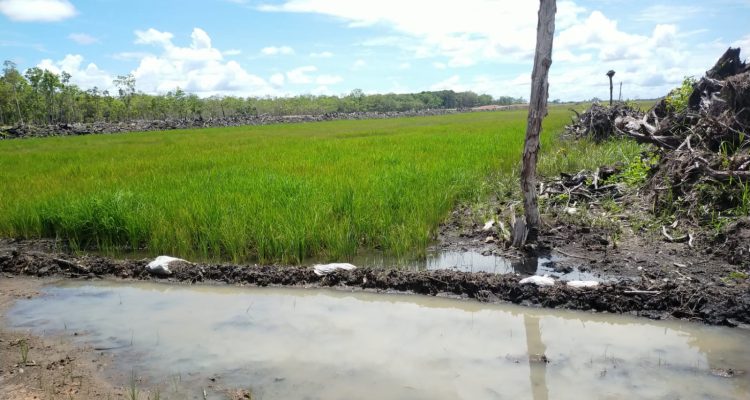 Tanaman padi milik petani di Kampung Sumber Mulya, Distrik Kurik yang tidak tumbuh subur – Surya Papua/IST