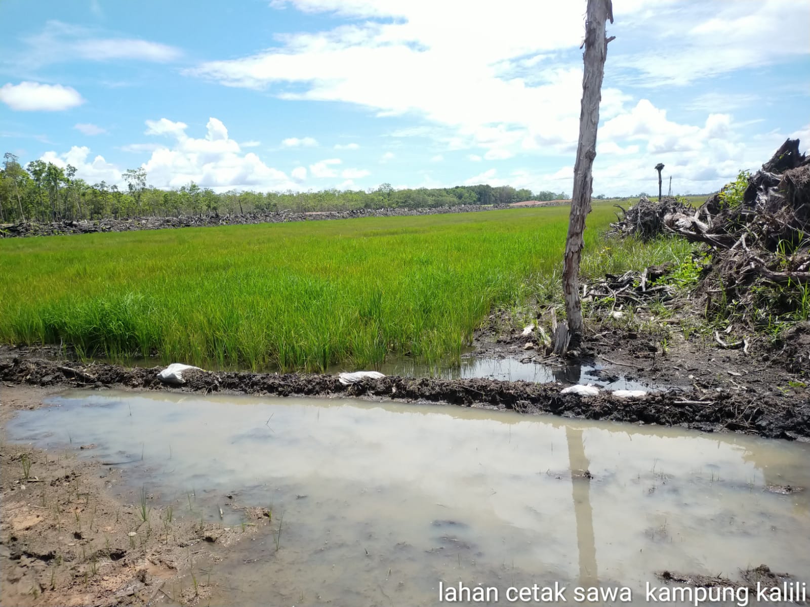 Tanaman padi milik petani di Kampung Sumber Mulya, Distrik Kurik yang tidak tumbuh subur – Surya Papua/IST