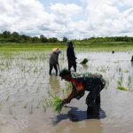 Serka Yuarso, Babinsa Koramil 1707/02 Kodim Merauke bersama warga di Kampung Bokem, Distrik Merauke sedang melakukan penanaman padi di areal persawahan seluas 1 hektar – Surya Papua/IST