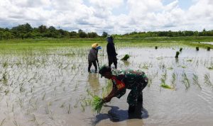 Serka Yuarso, Babinsa Koramil 1707/02 Kodim Merauke bersama warga di Kampung Bokem, Distrik Merauke sedang melakukan penanaman padi di areal persawahan seluas 1 hektar – Surya Papua/IST