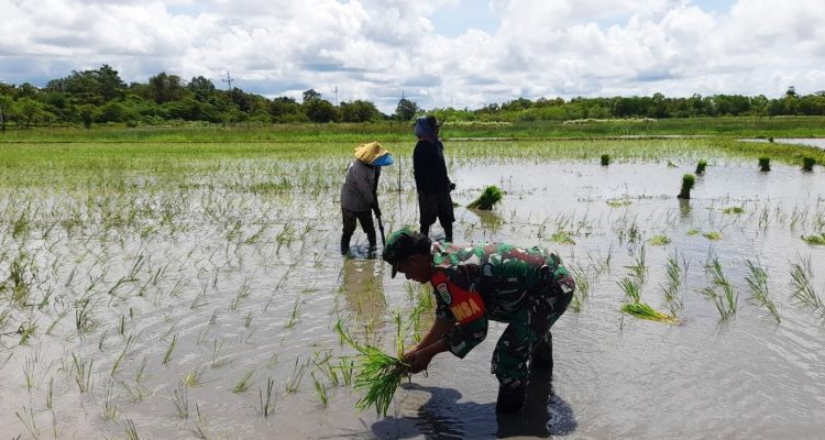 Serka Yuarso, Babinsa Koramil 1707/02 Kodim Merauke bersama warga di Kampung Bokem, Distrik Merauke sedang melakukan penanaman padi di areal persawahan seluas 1 hektar – Surya Papua/IST