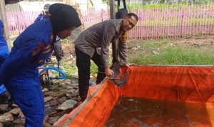 Kapolres Merauke, AKBP Leonardo Yoga sedang memanen ratusan ikan lele yang dibudidayakan di belakang Polres setempat – Surya Papua/IST