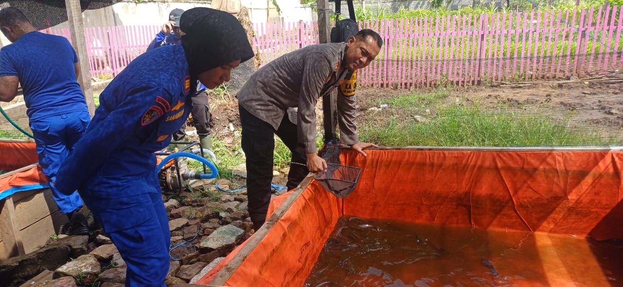 Kapolres Merauke, AKBP Leonardo Yoga sedang memanen ratusan ikan lele yang dibudidayakan di belakang Polres setempat – Surya Papua/IST