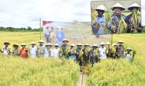 Kegiatan panen perdana padi di Kmapung Ngguti Bob, Distrik Tanah Miring, Kabupaten Merauke – Surya Papua/IST