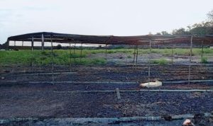 Bedengan LCC untuk kegiatan penanaman sawit di Distrik Ngguti- Surya Papua/IST