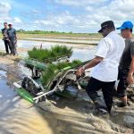 Bupati Merauke, Yoseph Bladib Gebze saat di tengah sawah untuk ikut menanam padi – Surya Papua/IST