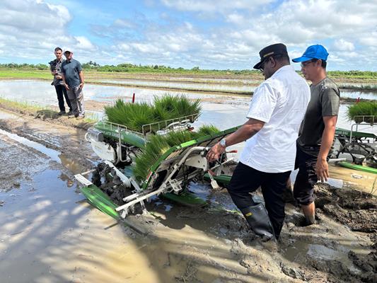 Bupati Merauke, Yoseph Bladib Gebze saat di tengah sawah untuk ikut menanam padi – Surya Papua/IST