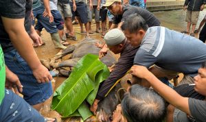 Hewan kurban yang diberikan TSE Group sedang dipotong di salah satu masjid – Surya Papua/IST