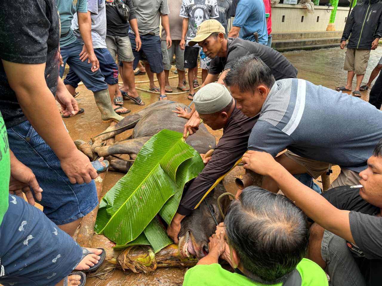 Hewan kurban yang diberikan TSE Group sedang dipotong di salah satu masjid – Surya Papua/IST