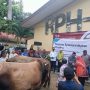Penyerahan sapi kurban oleh Wakil Bupati Merauke, Fauzun Nihayah kepada perwakilan pengurus masjid – Surya Papua/Frans Kobun