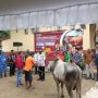 Bupati Merauke, Yoseph Bladib Gebze menyerahkan bantuan sapi kepada perwakilan salah satu pengurus masjid – Surya Papua/Frans Kobun