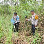 Kapolsek Muting, Ipda Melkianus Bunga bersama anggotanya memusnahkan sagero dengan cara dituang ke tanah – Surya Papua/IST