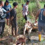 Sapi milik warga Kampung Waninggap Say yang telah dibunuh hingga membuat kegelisahan – Surya Papua/IST